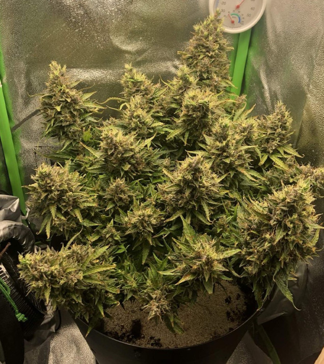 Auto Caramel OG AUSVERKAUF