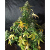 Auto Caramel OG AUSVERKAUF