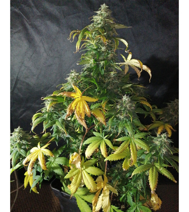 Auto Caramel OG AUSVERKAUF