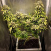 Auto Caramel OG AUSVERKAUF