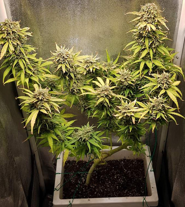 Auto Caramel OG AUSVERKAUF