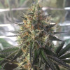Auto Caramel OG AUSVERKAUF