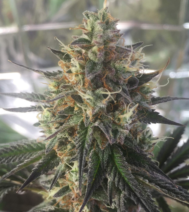 Auto Caramel OG AUSVERKAUF