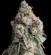 WiFi OG Haze - Ganja Farmer