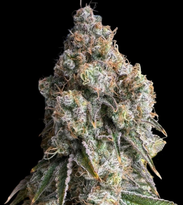 WiFi OG Haze - Ganja Farmer