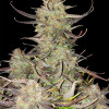Apricot Gorilla Auto - Ganja Farmer