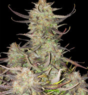 Apricot Gorilla Auto - Ganja Farmer