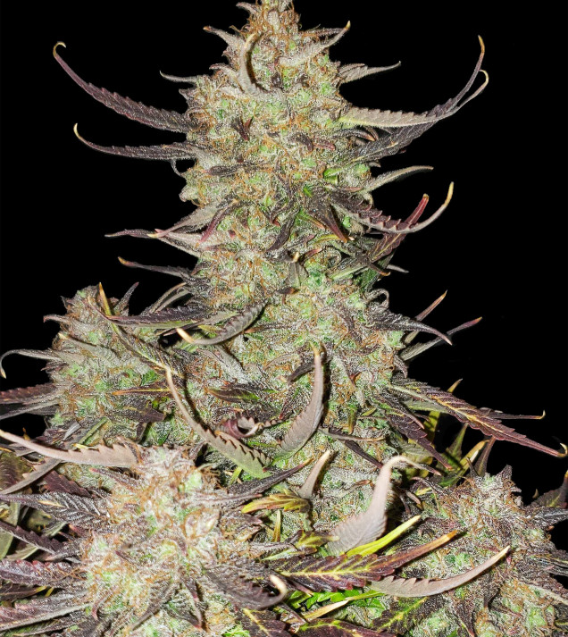 Apricot Gorilla Auto - Ganja Farmer