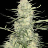 Amnesia F1 Fast - Ganja Farmer