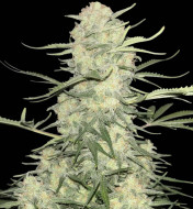 Amnesia F1 Fast - Ganja Farmer