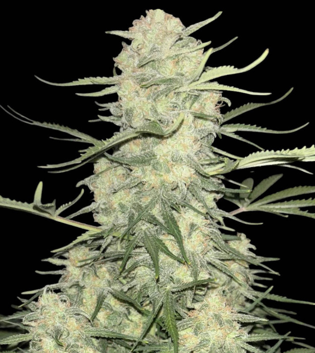Amnesia F1 Fast - Ganja Farmer