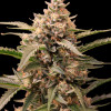 Mimosa Zkittlez Auto  - Ganja Farmer
