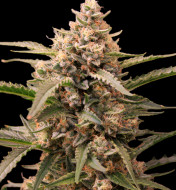 Mimosa Zkittlez Auto  - Ganja Farmer