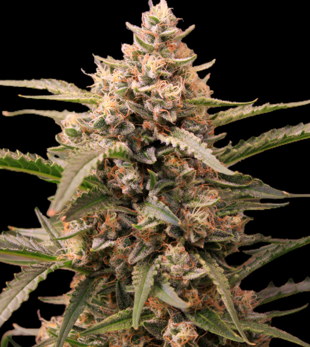 Mimosa Zkittlez Auto  - Ganja Farmer
