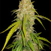 White Widow  - Ganja Farmer