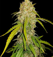 White Widow  - Ganja Farmer