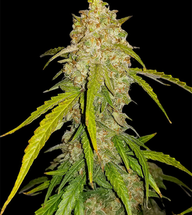 White Widow  - Ganja Farmer