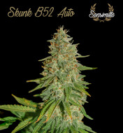 Skunk B52 Auto