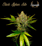Black Afghan Auto