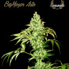 BigMazar Auto
