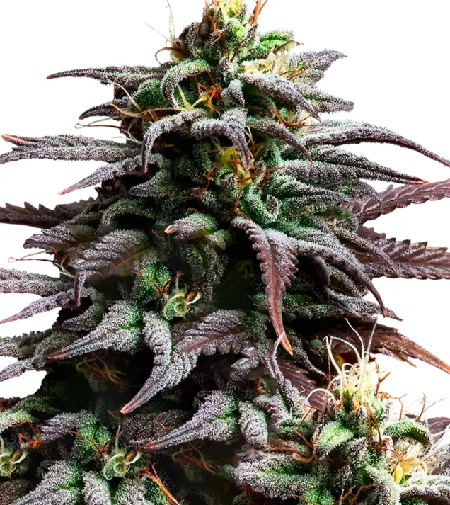 Granddaddy Purple Auto