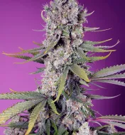 Papaya Zoap F1 Fast Version