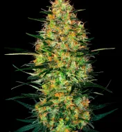 Caramellow Kush Auto