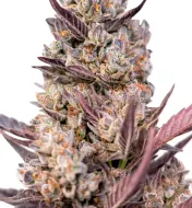 Tropicana Cookies Purple