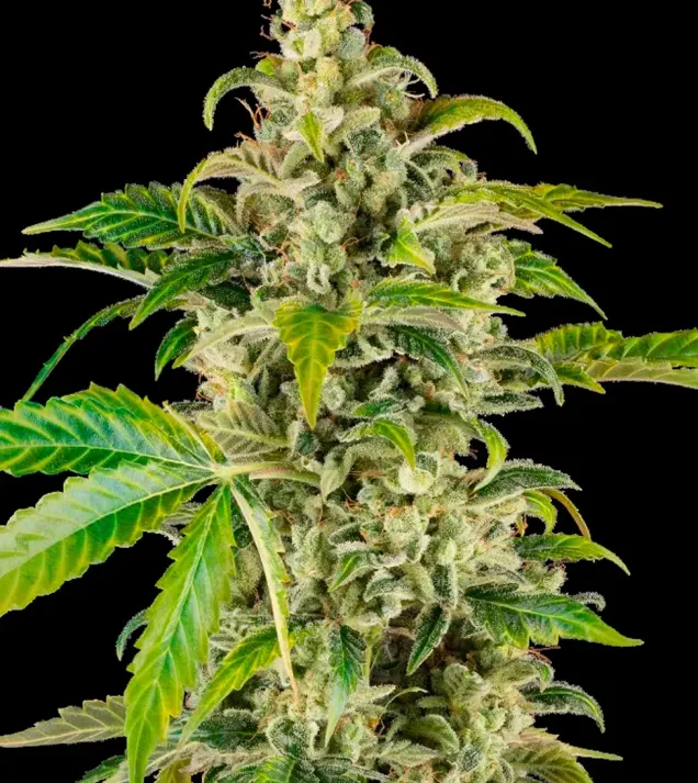 Sweet & Sour Cream Auto