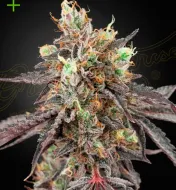 Gelato 41 x Gelato 41 Auto