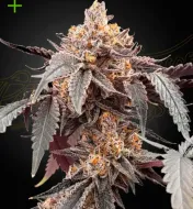 Guava x Gelato 41 Auto