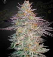 Super Lemon Haze x GMO