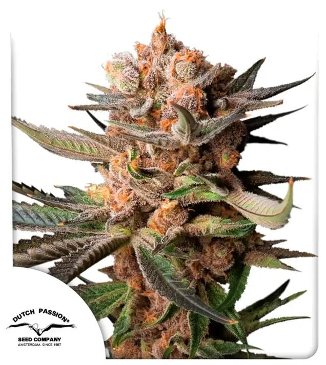 Auto Frozen Biscotti