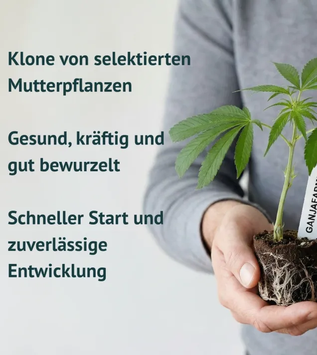 Amnesia Core Cut Steckling