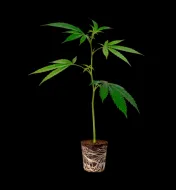 Wedding Cake Steckling