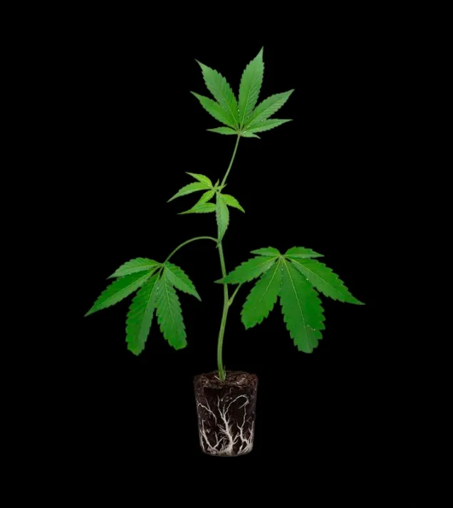 Truffle Cake Steckling