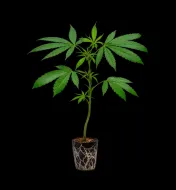 Super Silver Haze Steckling