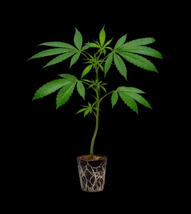 Super Silver Haze Steckling