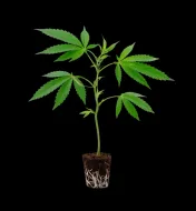 Super Orange Glue Steckling