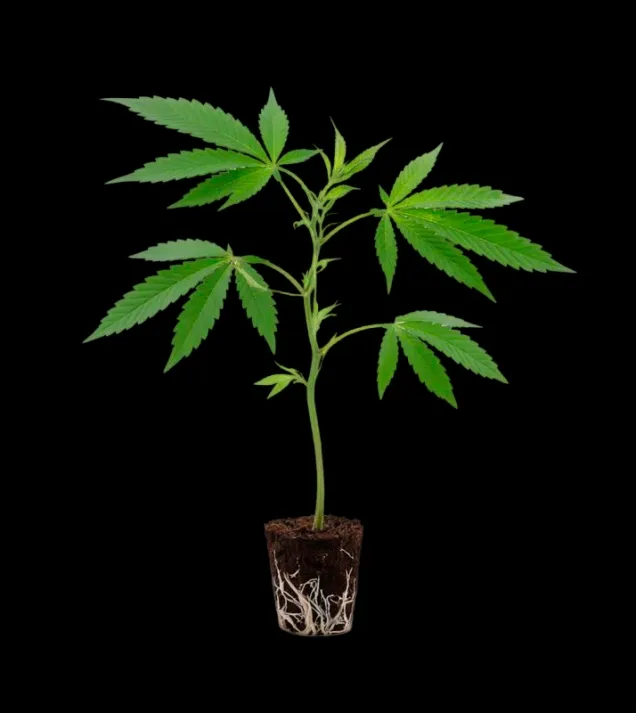 Super Orange Glue Steckling