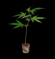 Sleepy Joe Steckling