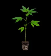 Sherb Creme Pie Steckling