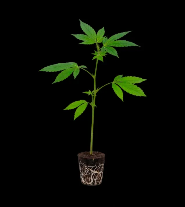 Sherb Creme Pie Steckling