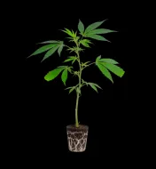 Rainbow Sherbert 11 Steckling