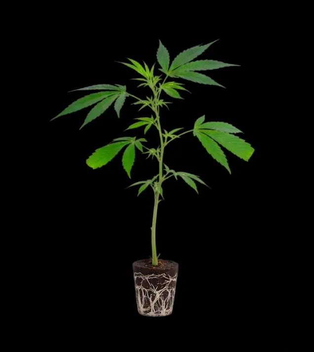 Rainbow Sherbert 11 Steckling