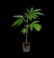 Power Plant Steckling