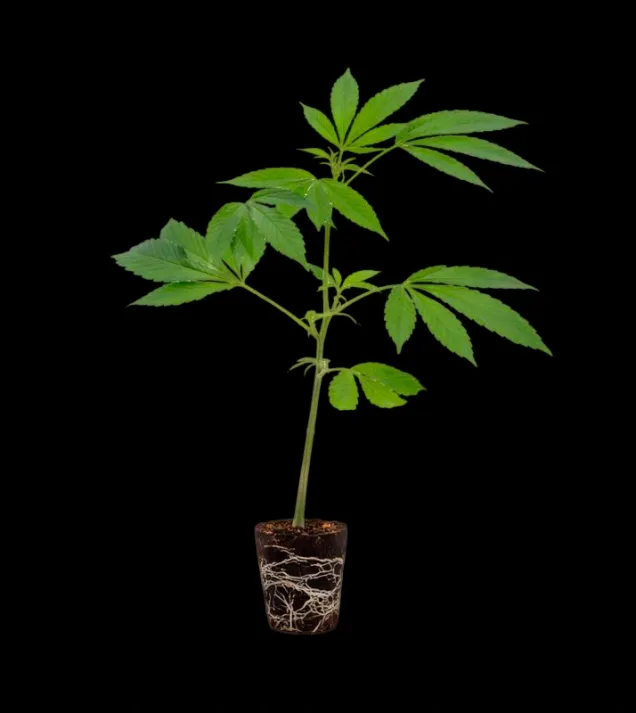 Peyote Cookies Steckling