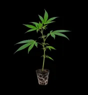 Permanent Marker Steckling