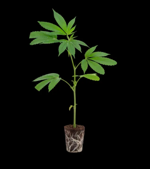 Northern Lights Steckling