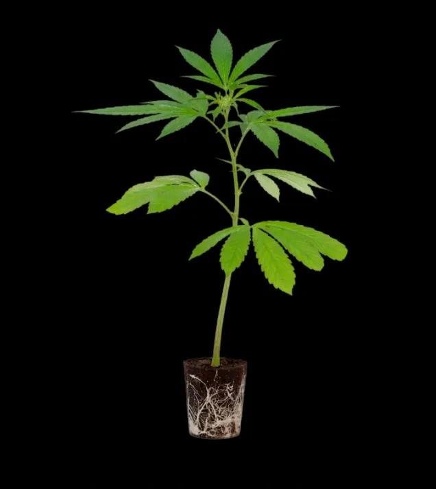 Miracle Alien Cookies Steckling